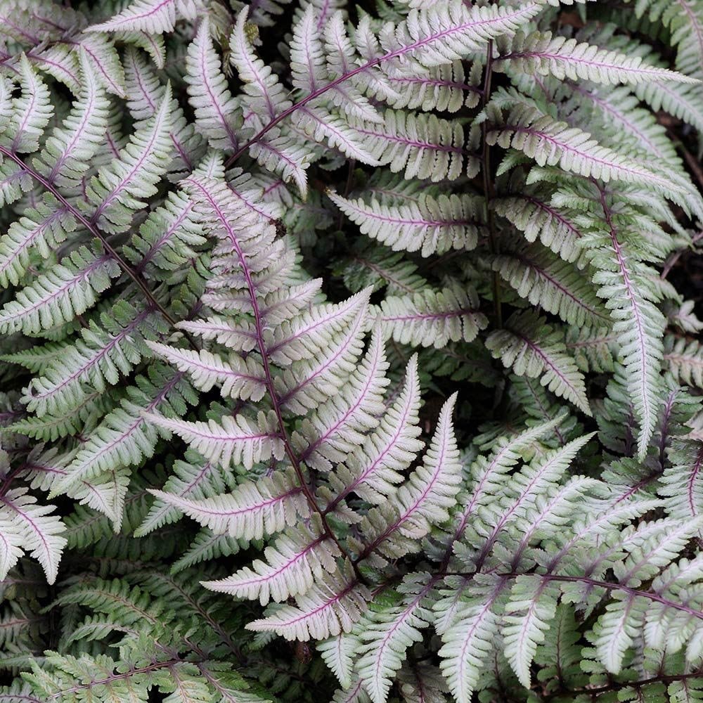 Feriga Japoneza Pictata (Athirium) Pewter Lace