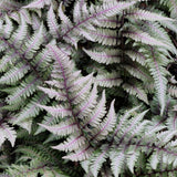 Feriga Japoneza Pictata (Athirium) Pewter Lace