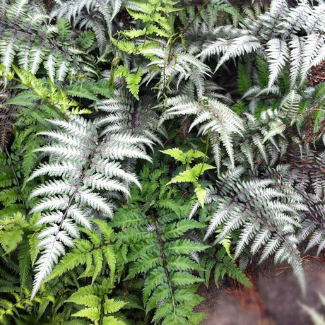 Feriga Japoneza Pictata (Athirium) Pewter Lace