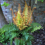 Feriga auriu Jurassic Gold
