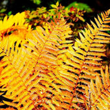 Feriga auriu Jurassic Gold