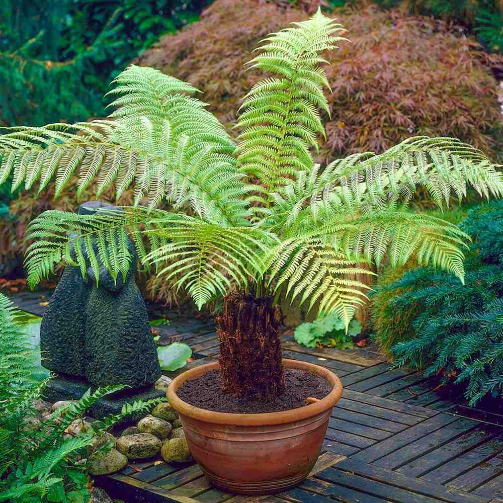 Feriga Copac (Dicksonia Antartica)