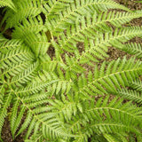 Feriga Copac (Dicksonia Antartica)