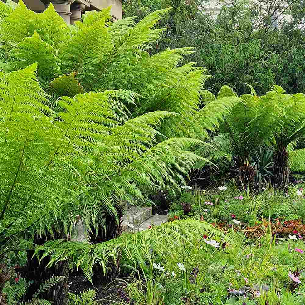 Feriga Copac (Dicksonia Antartica)