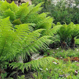 Feriga Copac (Dicksonia Antartica)