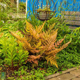 Feriga de Gradina (Dryopteris Erythrosora)