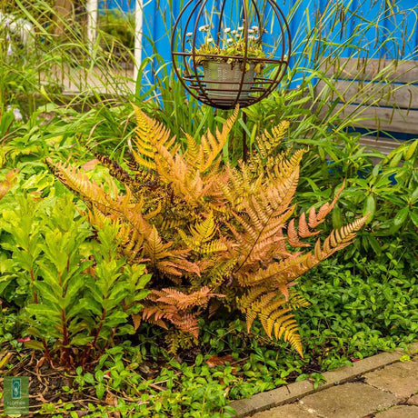 Kerti páfrány (Dryopteris erythrosora), dekoratív bronzos-zöld levelekkel árnyékba és félárnyékba