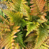 Feriga de Gradina (Dryopteris Erythrosora)