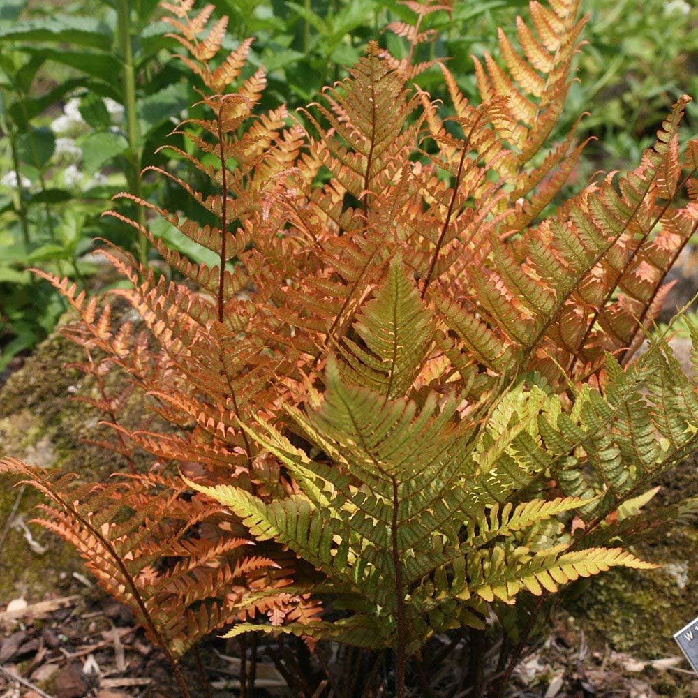 Feriga de Gradina (Dryopteris Erythrosora)