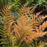 Feriga de Gradina (Dryopteris Erythrosora)