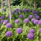 Feriga Falsa Masculina (Dryopteris Affinis)