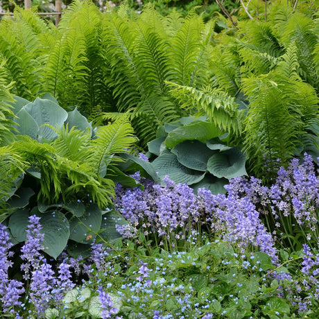 Pikkelypáfrány (Dryopteris affinis), örökzöld díszpáfrány árnyékba és félárnyékba, fagytűrő és csigákkal szemben ellenálló