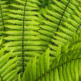 Feriga Alpina de Padure (Dryopteris Wallichiana)
