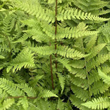 Feriga Feminina Lady in Red (Athyrium Filix-Femina)