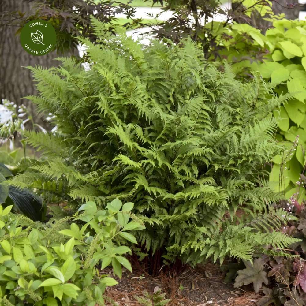 Feriga Feminina Lady in Red (Athyrium Filix-Femina)