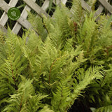Feriga Feminina Lady in Red (Athyrium Filix-Femina)