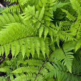 Feriga Feminina Lady in Red (Athyrium Filix-Femina)
