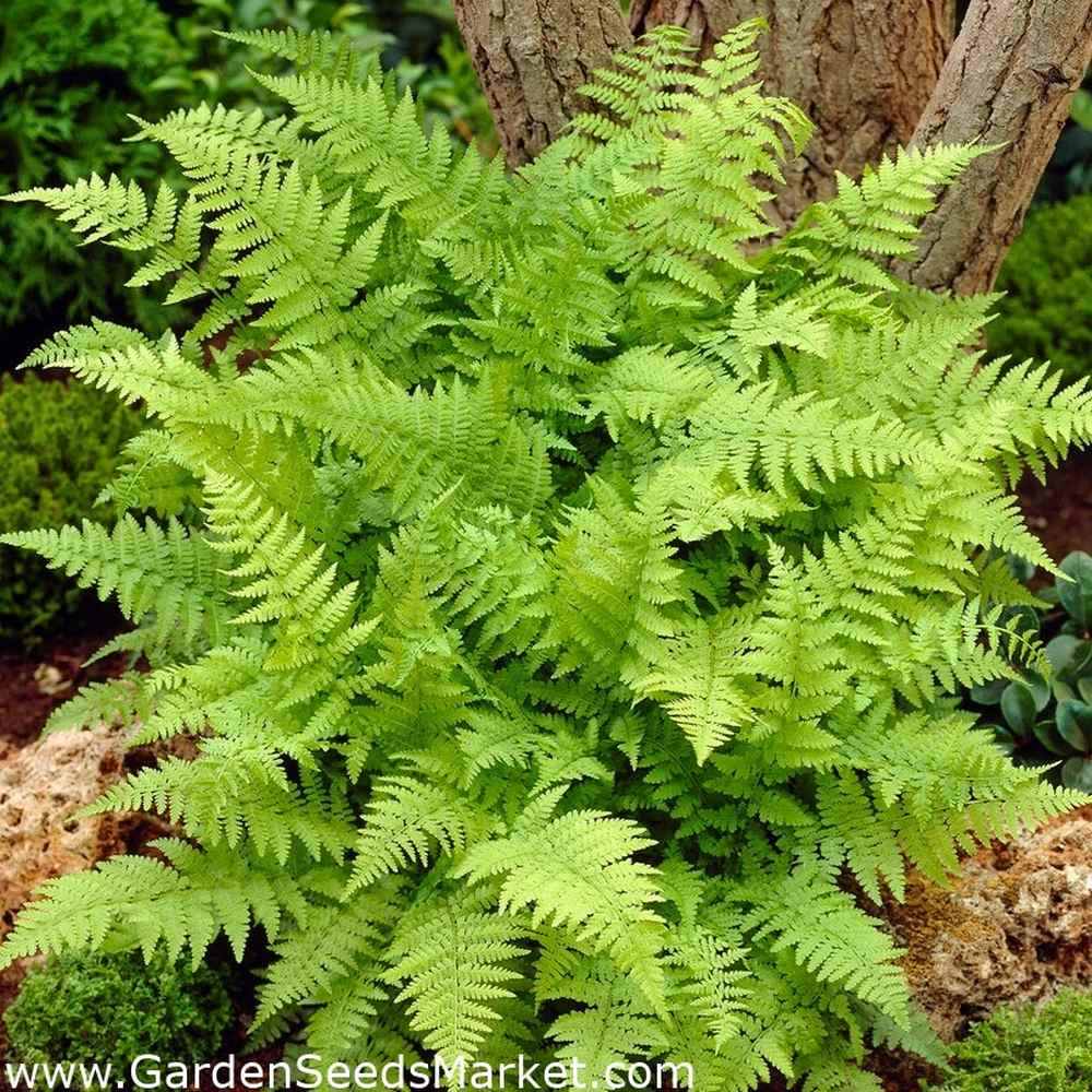 Feriga Feminina Lady in Red (Athyrium Filix-Femina)