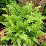 Feriga Feminina Lady in Red (Athyrium Filix-Femina)
