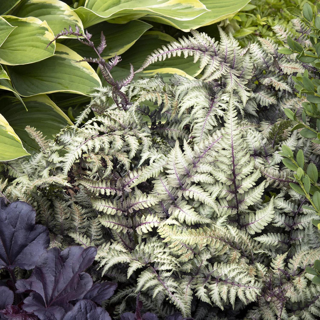 Feriga Japoneza Pictata (Athyrium) Niponicum Pictum