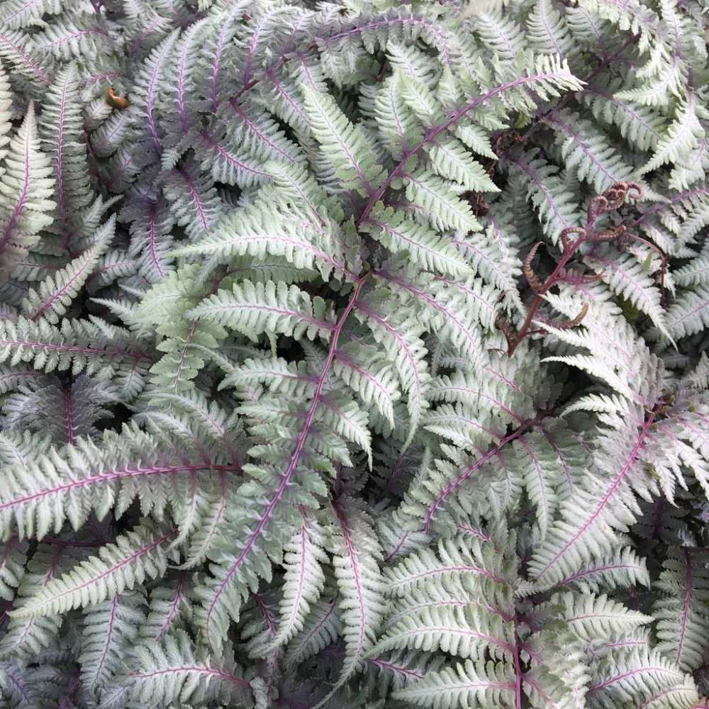 Feriga Japoneza Pictata (Athyrium) Burgundy Lace