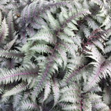 Feriga Japoneza Pictata (Athyrium) Burgundy Lace