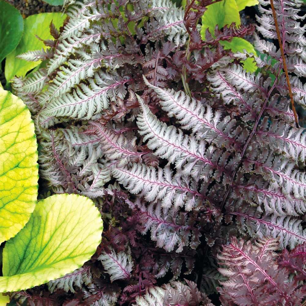 Feriga Japoneza Pictata (Athyrium) Burgundy Lace