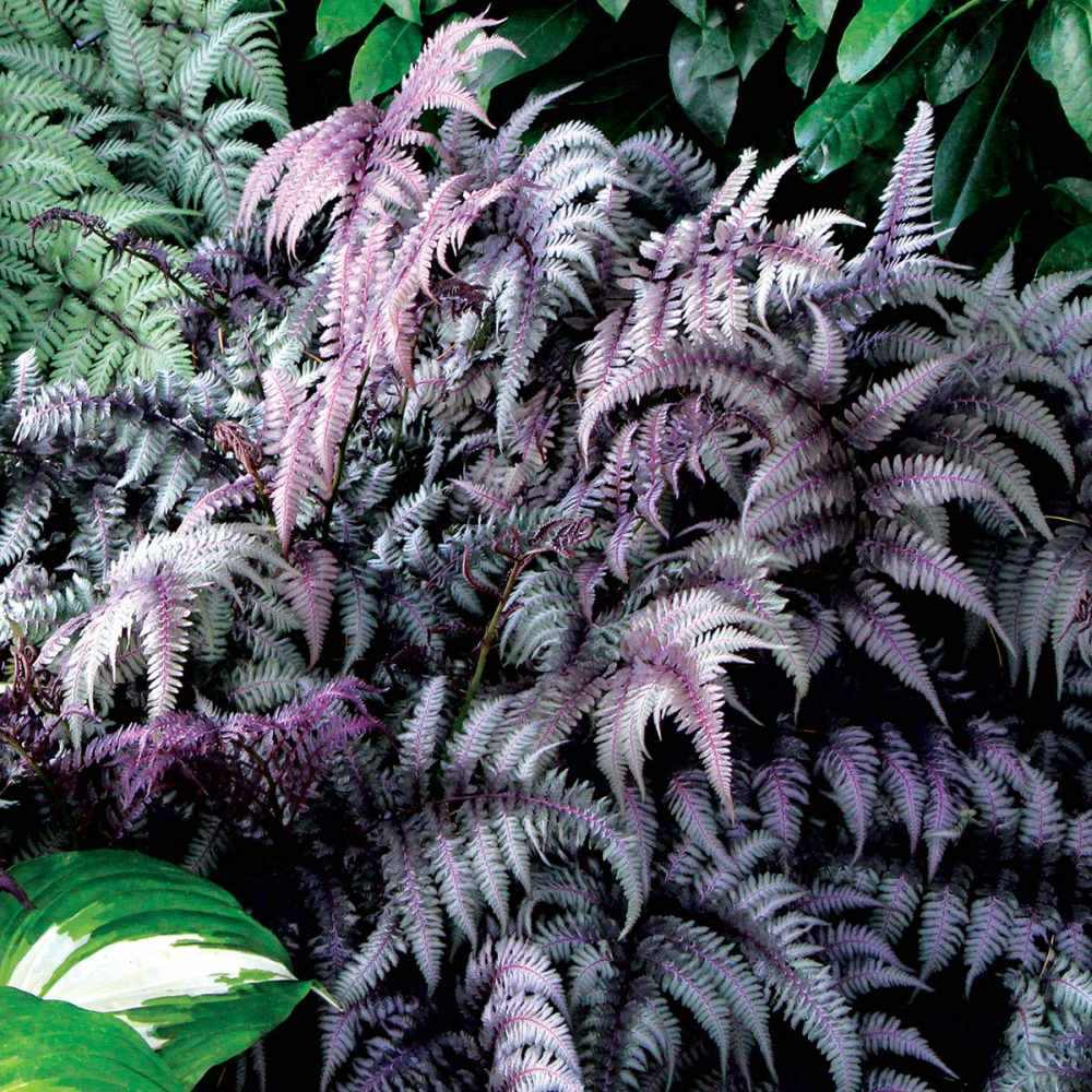 Feriga Japoneza Pictata (Athyrium) Burgundy Lace