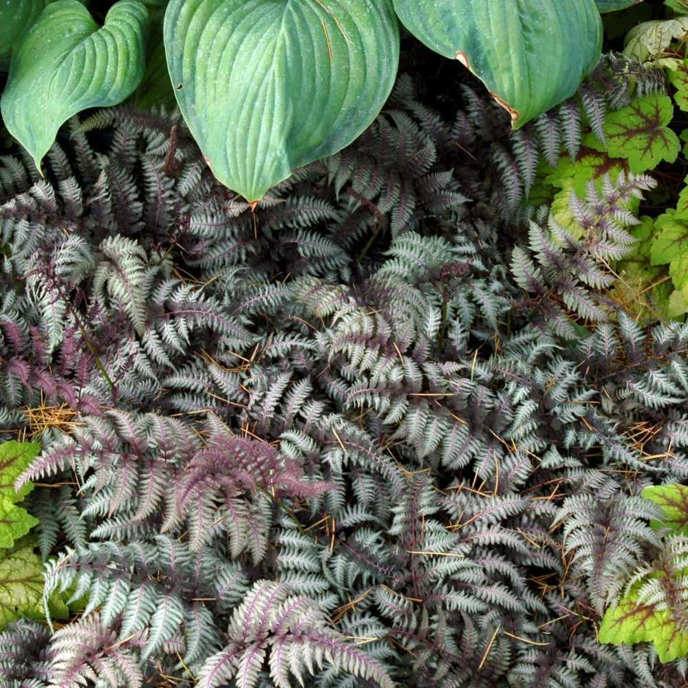Feriga Japoneza Pictata (Athyrium) Burgundy Lace