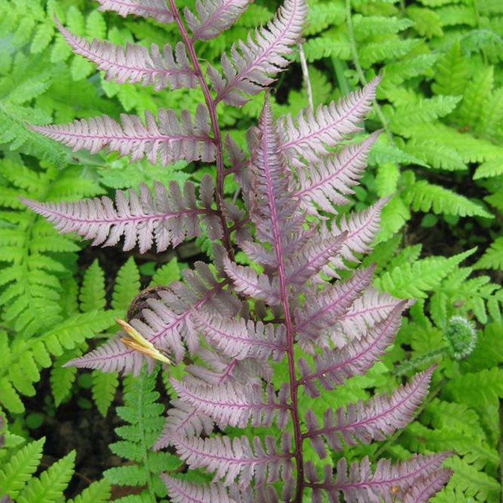 Feriga Japoneza Pictata (Athyrium) Burgundy Lace
