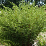 Feriga Linearis
