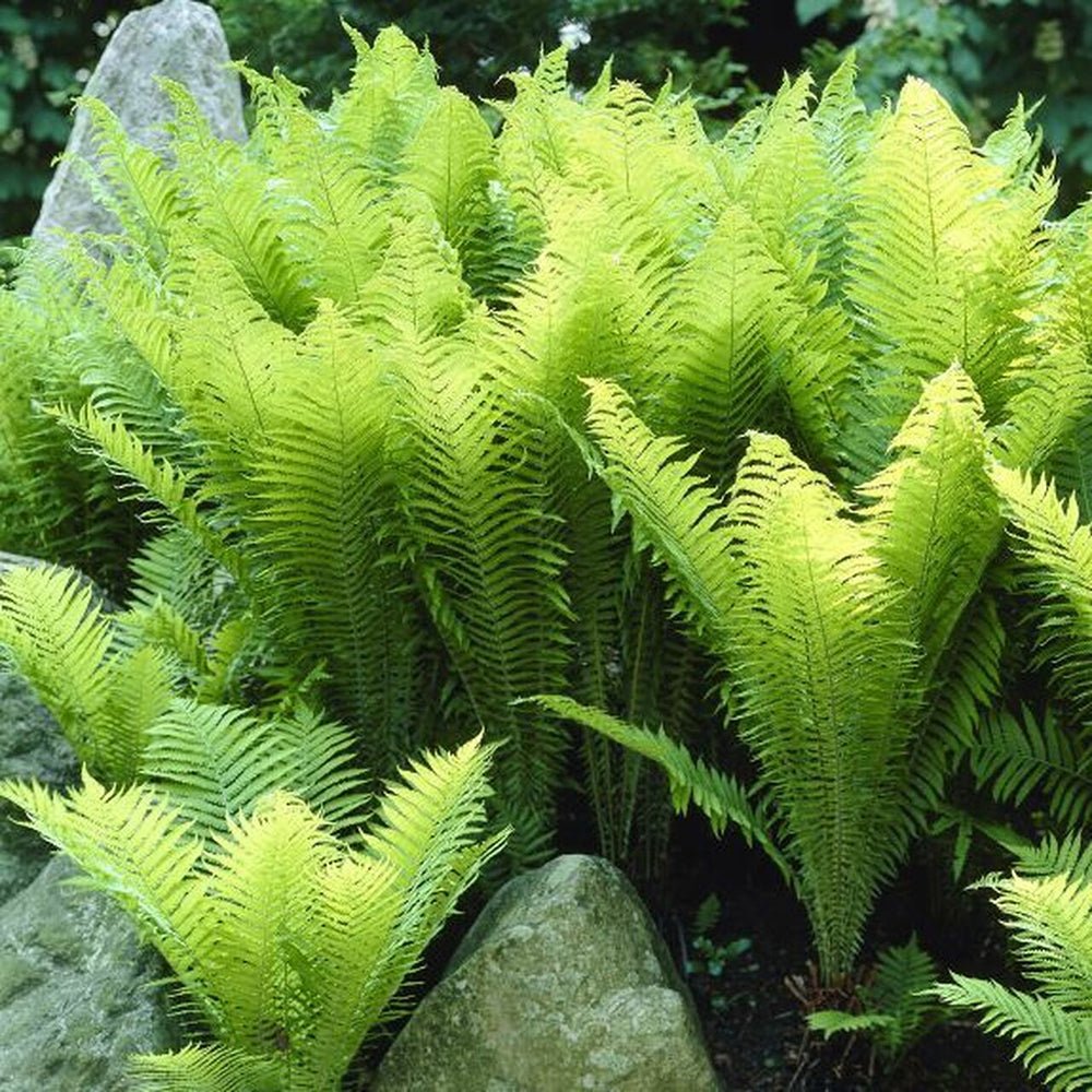 Feriga Uriasa Pana Strutului (Matteuccia Struthiopteris)