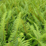 Feriga (Polystichum Munitum)