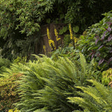 Feriga (Polystichum Polyblepharum)
