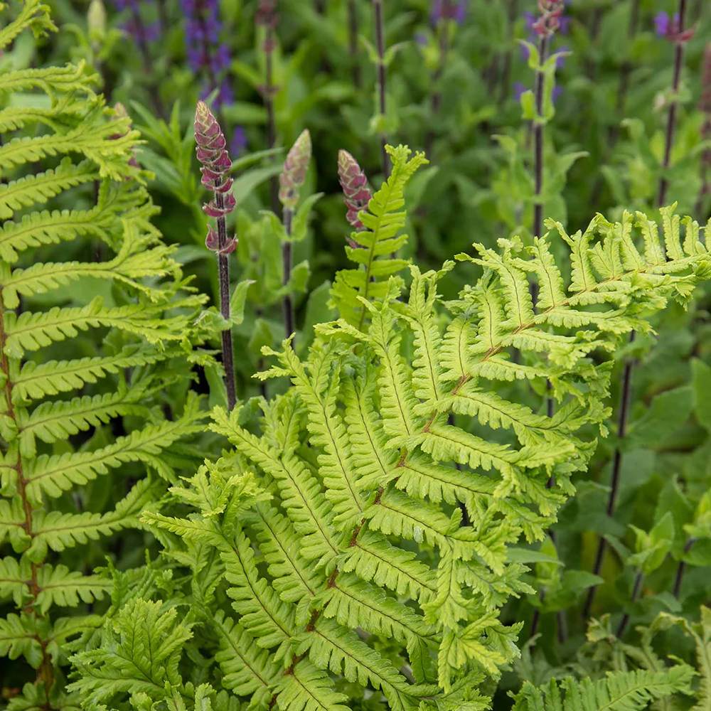 Feriga Regala (Dryopteris Filix-Mas) The King