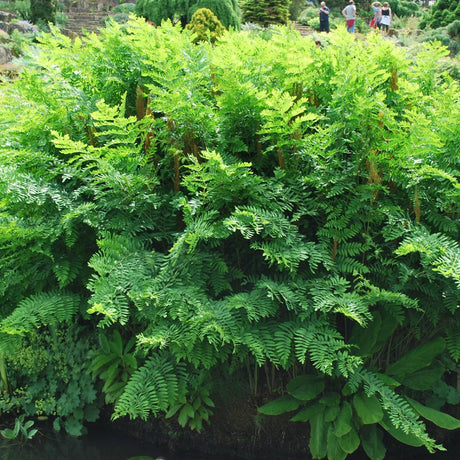 Feriga Regala (Osmunda Regalis)