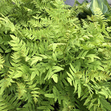 Feriga Regala (Osmunda Regalis)