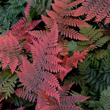 Feriga rosu (Dryopteris Koidzumiana)