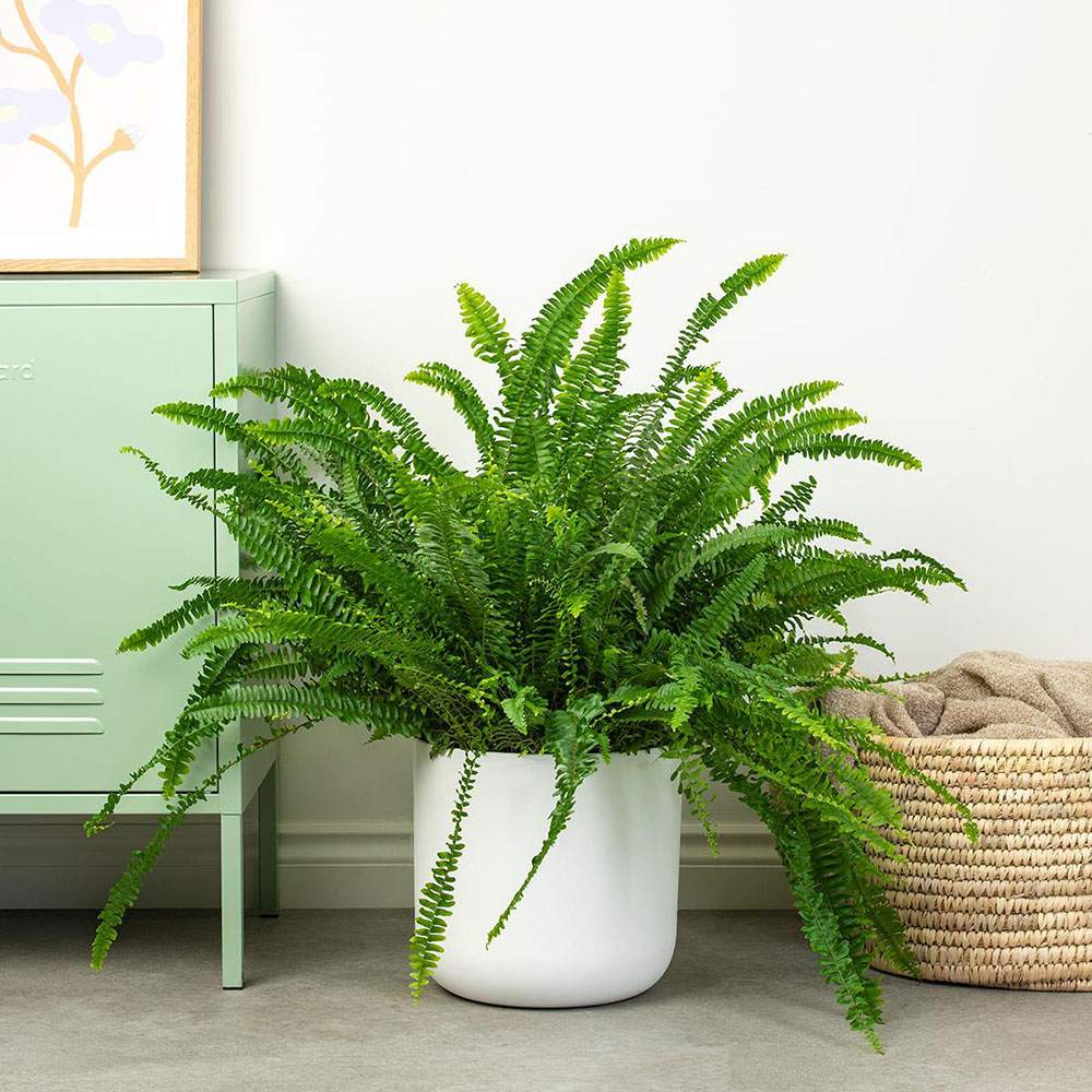 Feriga Sabie de camera Green Lady - 60 cm