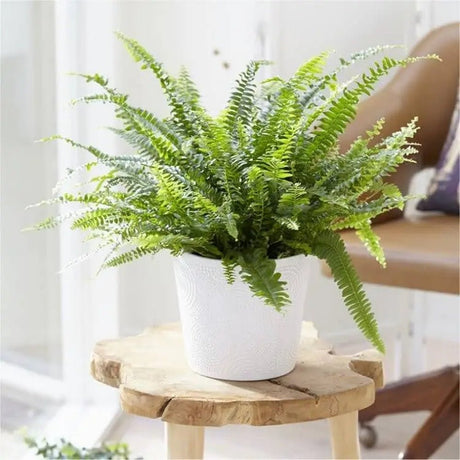 Feriga Sabie de camera Green Lady - 40 cm