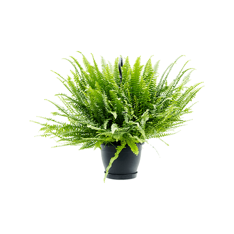 Feriga Sabie de camera Green Lady - 60 cm