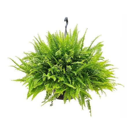 Feriga Sabie de camera Green Lady - 60 cm