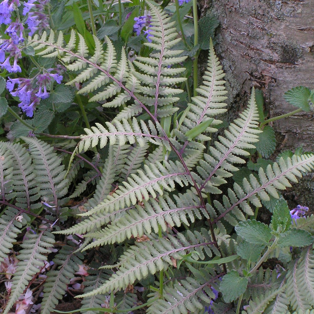 Feriga Japoneza Pictata (Athyrium) Silver Falls