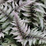 Feriga Japoneza Pictata (Athyrium) Silver Falls