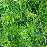 Feriga curgatoare Asparagus Sprengeri