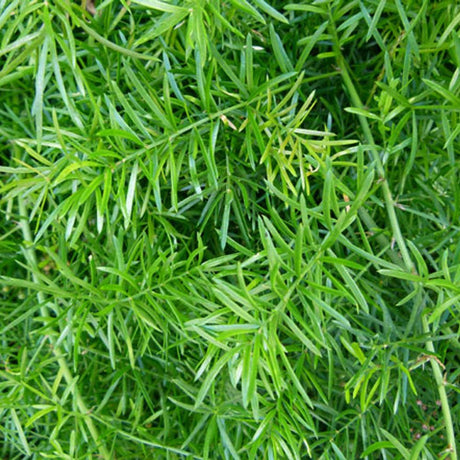 Feriga curgatoare Asparagus Sprengeri