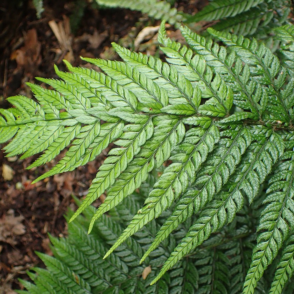 Feriga Neolobatum