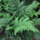 Feriga Neolobatum