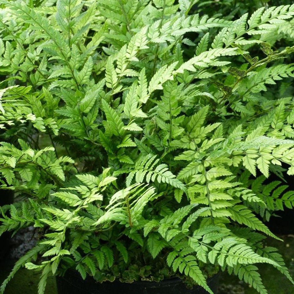 Feriga Neolobatum