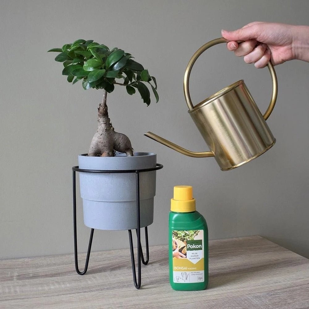 Fertilizator Lichid POKON pentru Ficus 250 ml